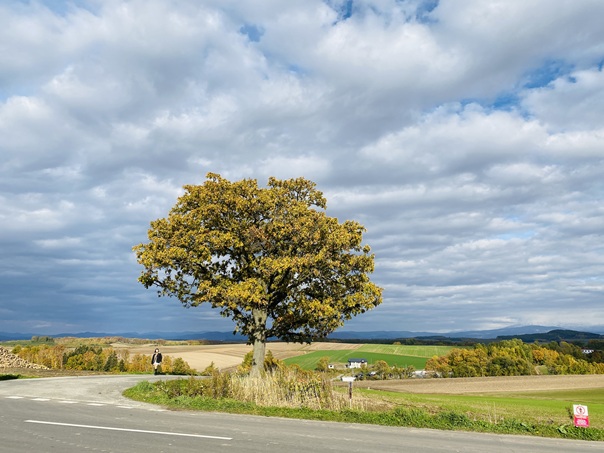 セブンスターの木