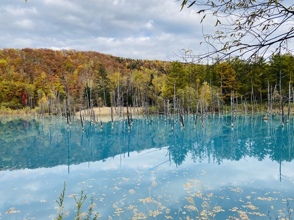 白金青い池